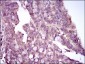 MAPK14 Antibody